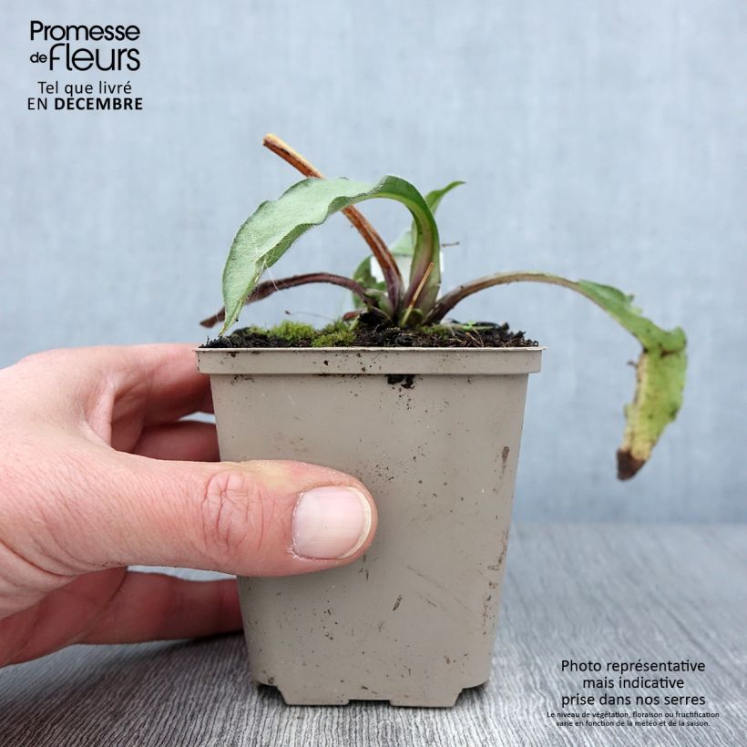 Pulmonaria Samurai - Lungwort 8/9 cm pot sample as delivered in autumn