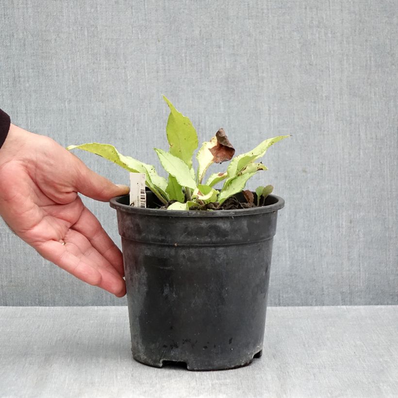 Pulmonaria Samurai - Lungwort 2L/3L pot sample as delivered in autumn