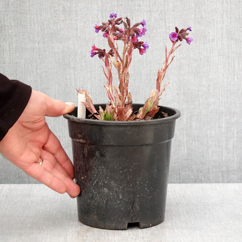 Pulmonaria Samurai - Lungwort 2L/3L pot sample as delivered in spring