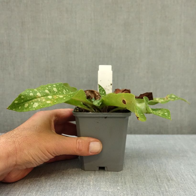 Pulmonaria Trevi Fountain - Lungwort 8/9 cm pot sample as delivered in autumn