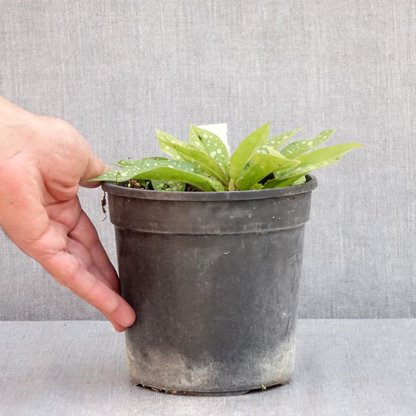 Pulmonaria Trevi Fountain - Lungwort 2L/3L pot sample as delivered in spring