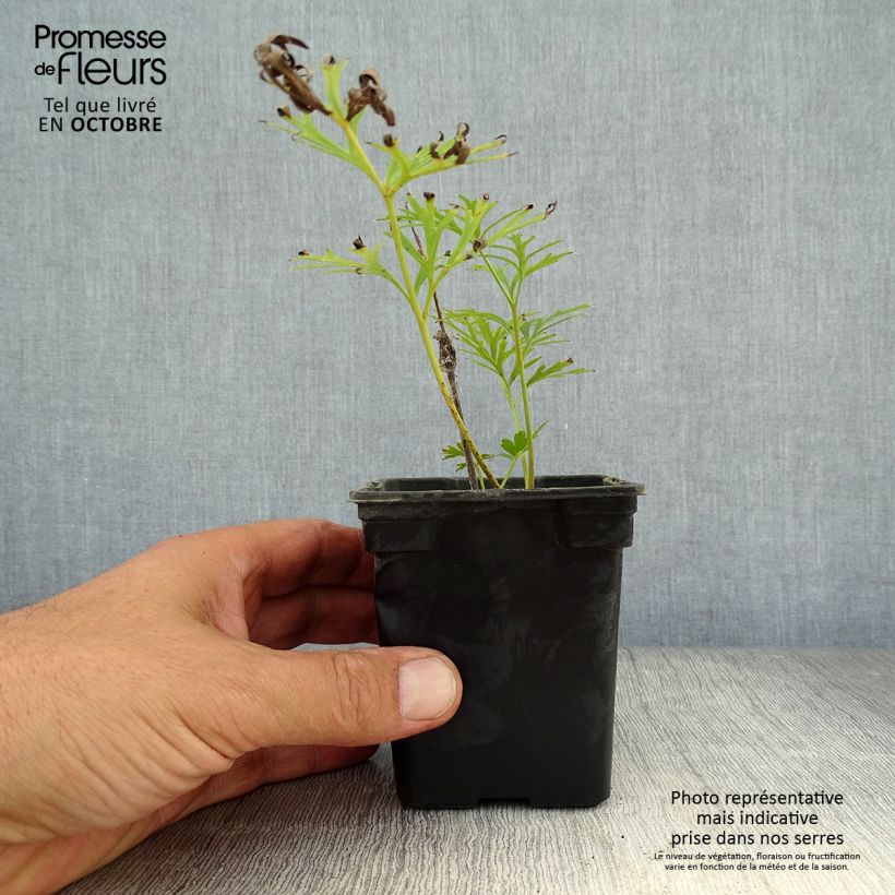 Pulsatilla vulgaris Alba - Pasqueflower 7/8 cm pot sample as delivered in autumn