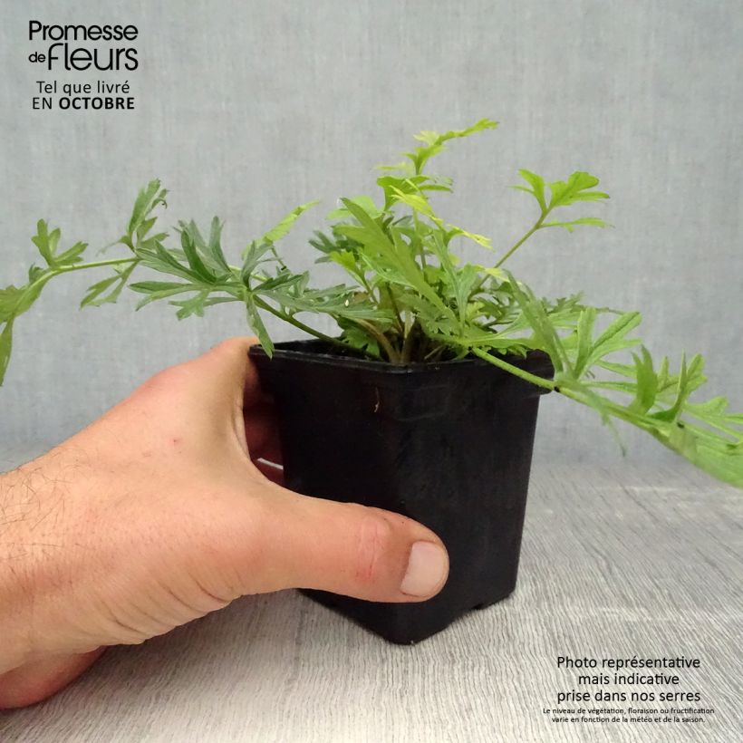 Pulsatilla vulgaris Violet - Pasqueflower 7/8 cm pot sample as delivered in autumn
