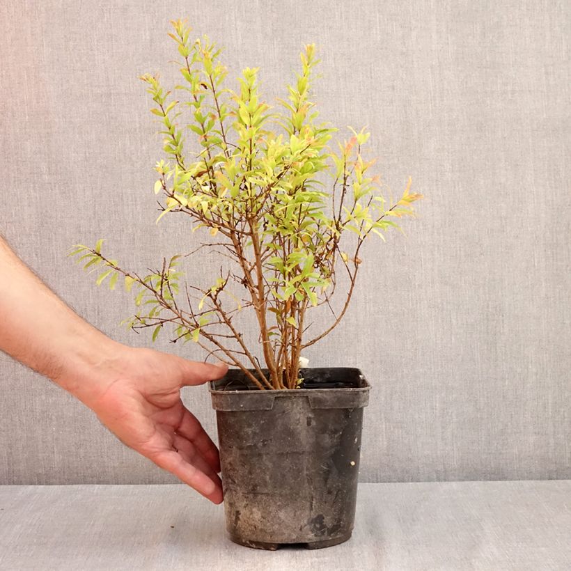 Punica granatum Nana Racemosa - Pomegranate 3L/4L pot sample as delivered in summer
