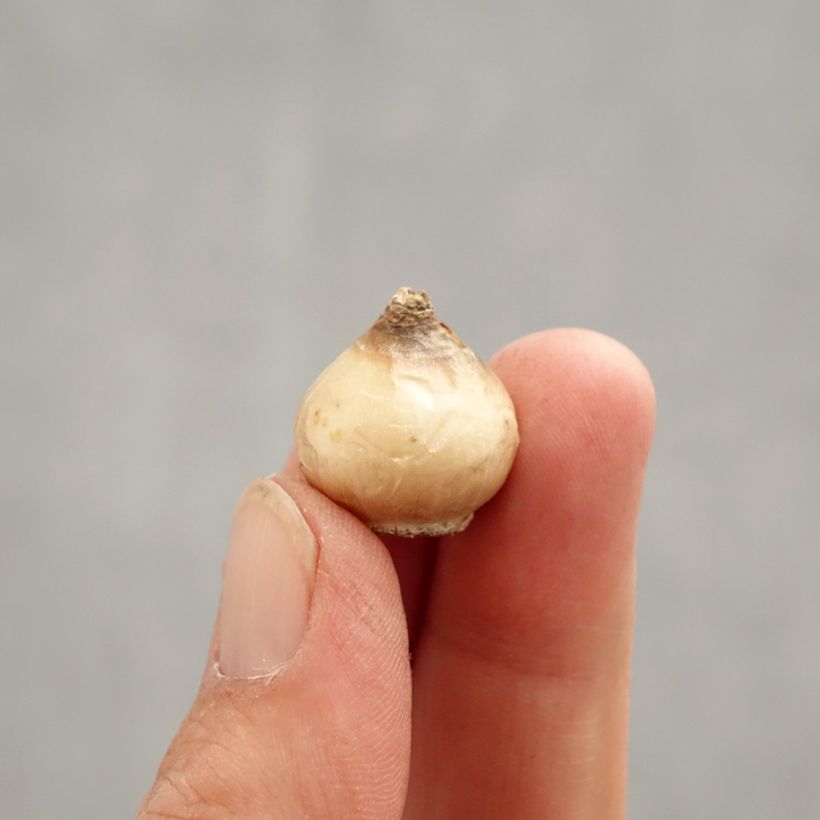 Puschkinia scilloides Libanotica Bulb size 6+ sample as delivered in spring