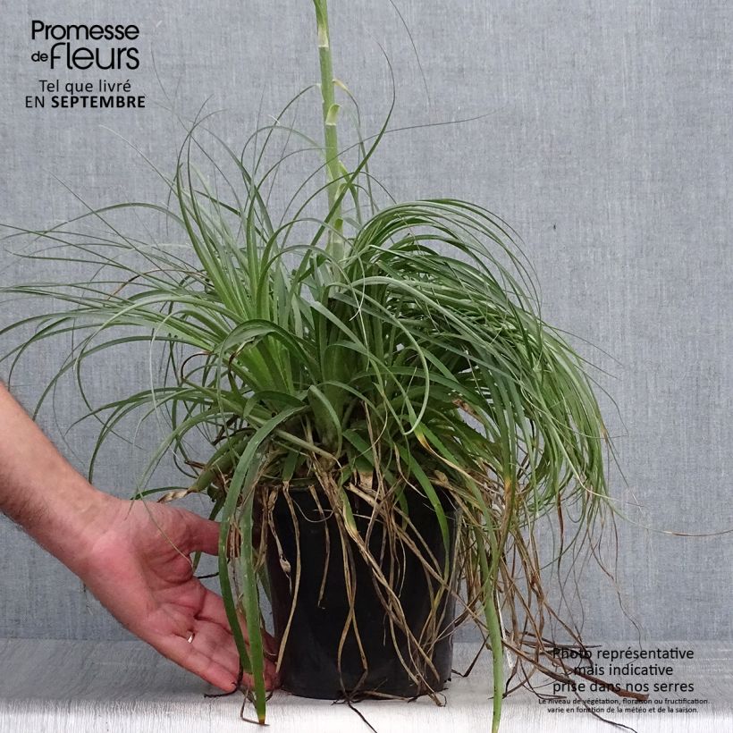 Puya alpestris 2L/3L pot sample as delivered in autumn