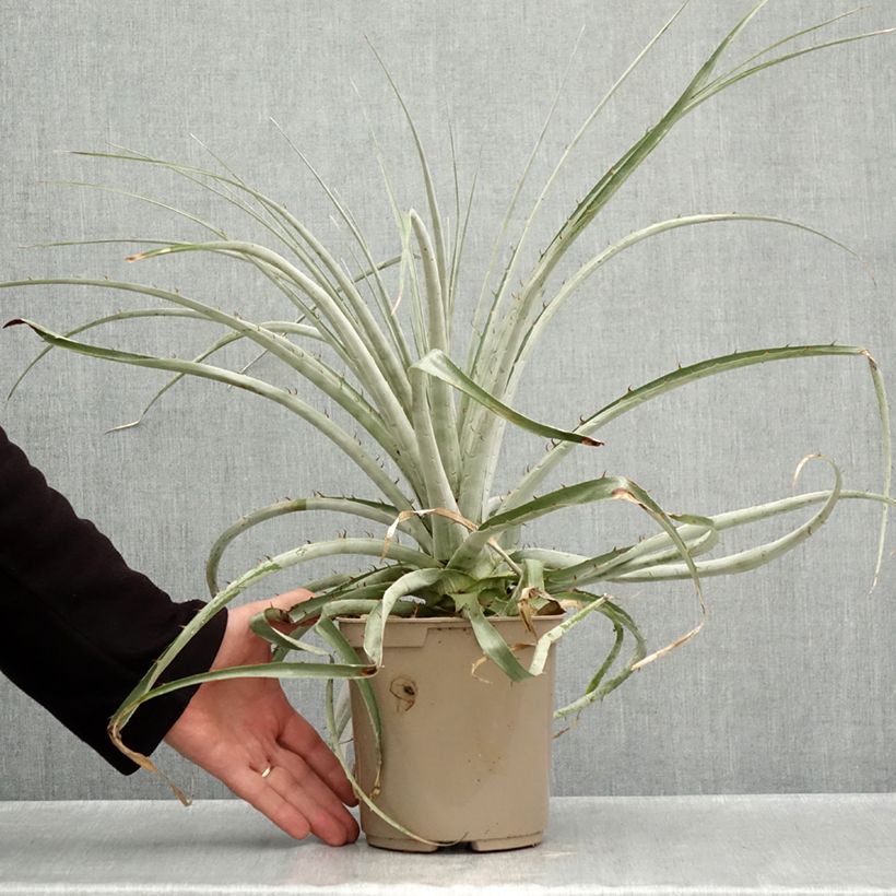 Puya weberiana 3L/4L pot sample as delivered in autumn