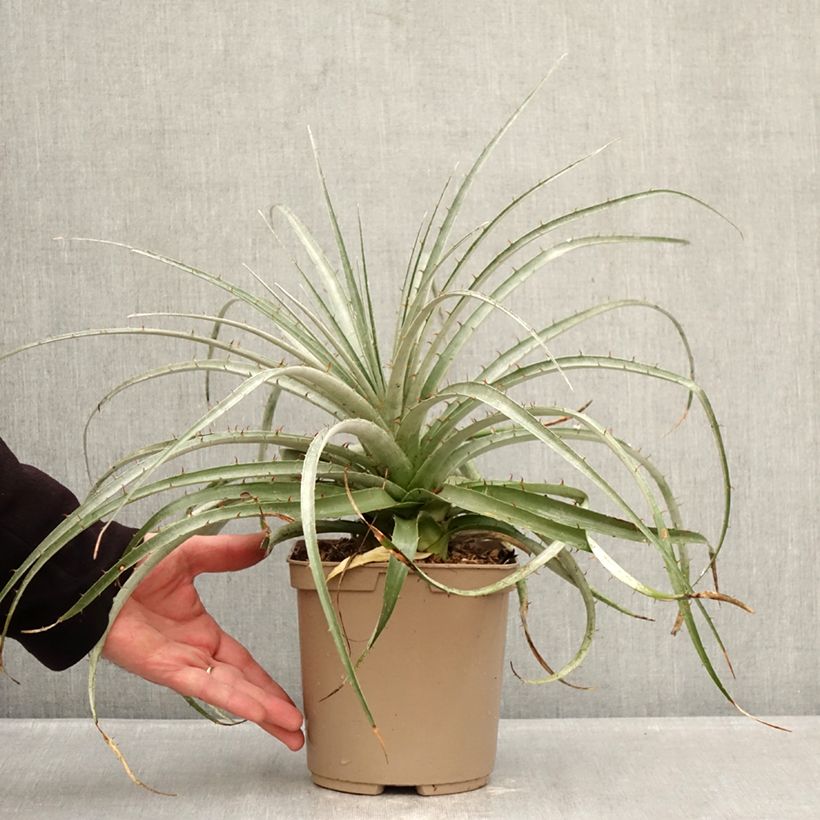 Puya weberiana 3L/4L pot sample as delivered in winter