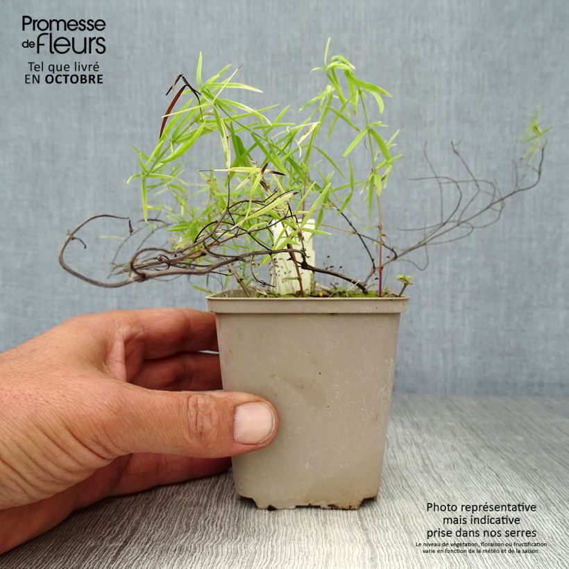 Pycnanthemum flexuosum - Mountain Mint 8/9 cm pot sample as delivered in autumn