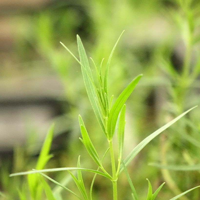 Pycnanthemum flexuosum - Mountain Mint (Foliage)