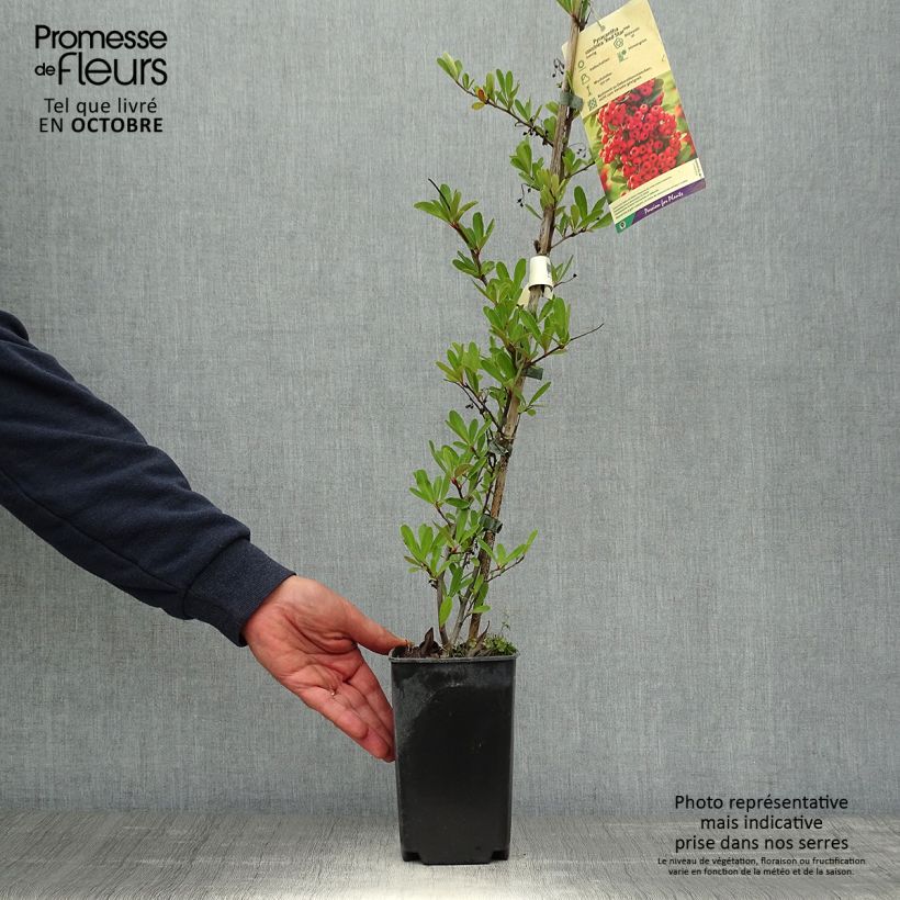 Pyracantha coccinea Red Star - Scarlet Firethorn 2L/3L pot sample as delivered in autumn