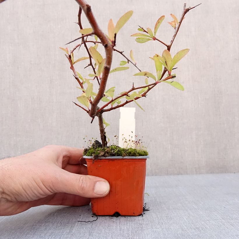 Pyracantha coccinea Sunny Star 8/9 cm pot sample as delivered in winter