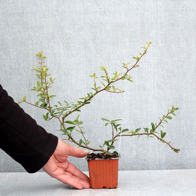 Pyracantha coccinea Sunny Star 8/9 cm pot sample as delivered in spring