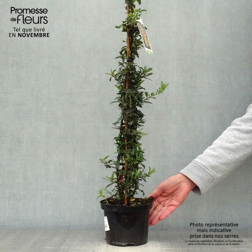Pyracantha Golden Charmer 2L/3L pot sample as delivered in autumn