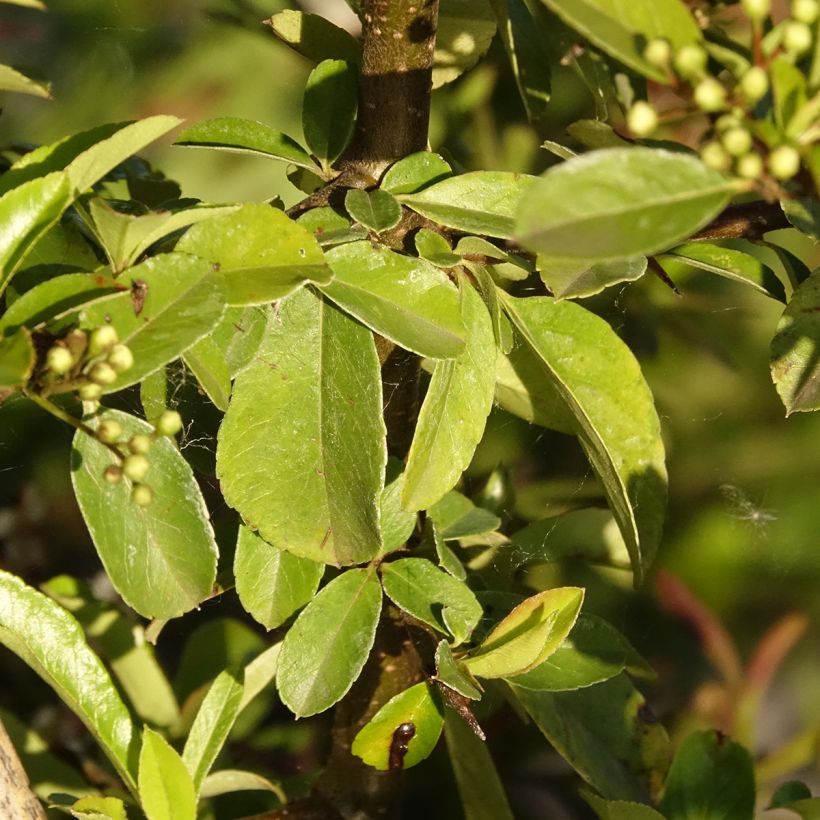 Pyracantha Golden Charmer (Foliage)