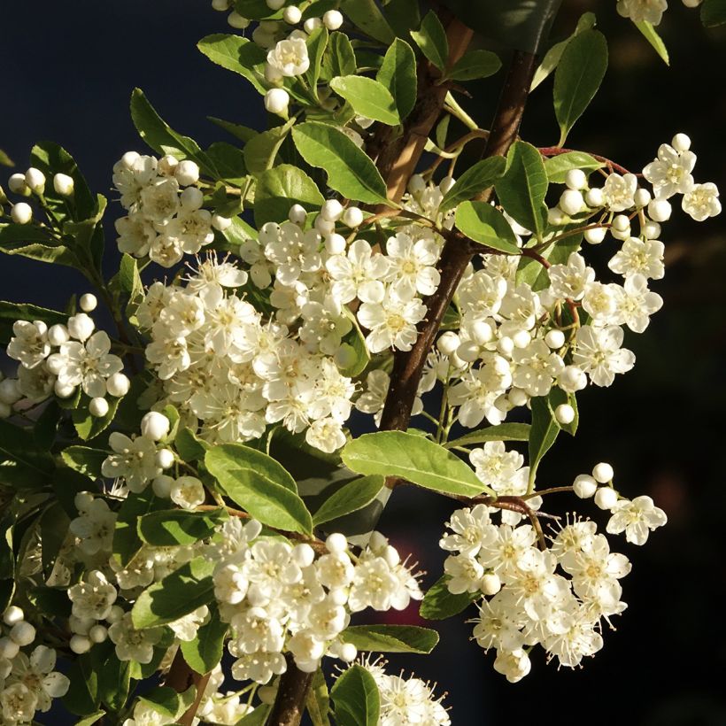 Pyracantha Golden Charmer (Flowering)