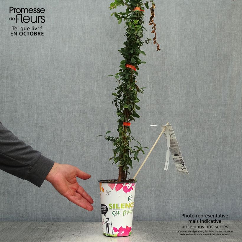 Pyracantha SAPHYR Orange - Scarlet Firethorn 2L/3L pot sample as delivered in autumn