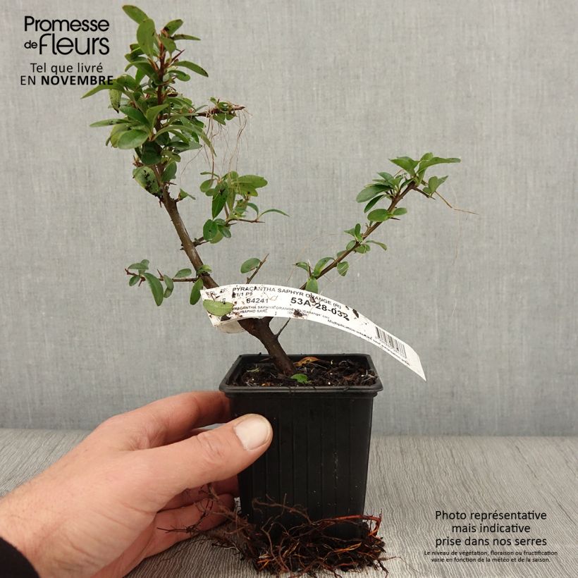 Pyracantha SAPHYR Orange - Scarlet Firethorn 8/9 cm pot sample as delivered in autumn