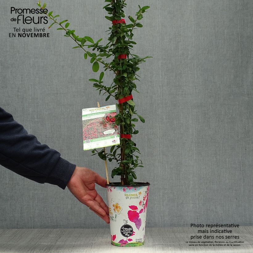 Pyracantha coccinea SAPHYR ROUGE - Scarlet Firethorn 2L/3L pot sample as delivered in autumn