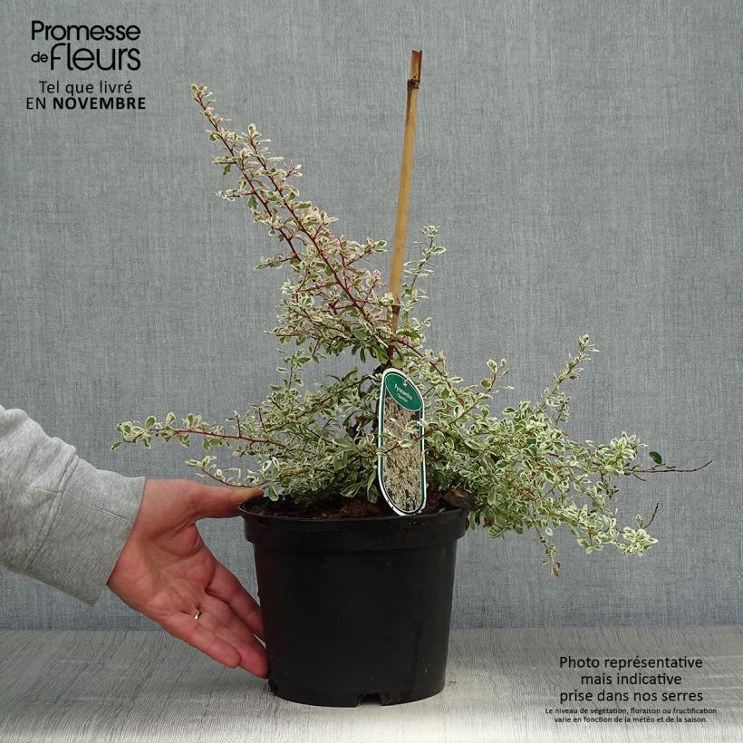 Pyracantha palustris Sparkler 2L/3L pot sample as delivered in autumn