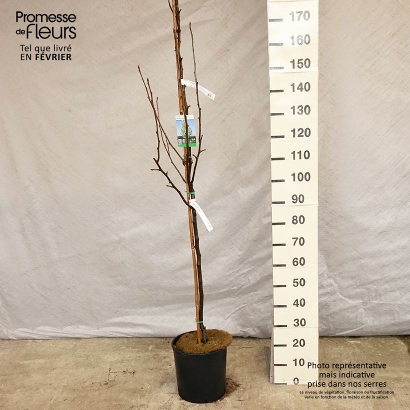 Pyrus calleryana Chanticleer - Callery Pear 7.5L/10L pot sample as delivered in winter