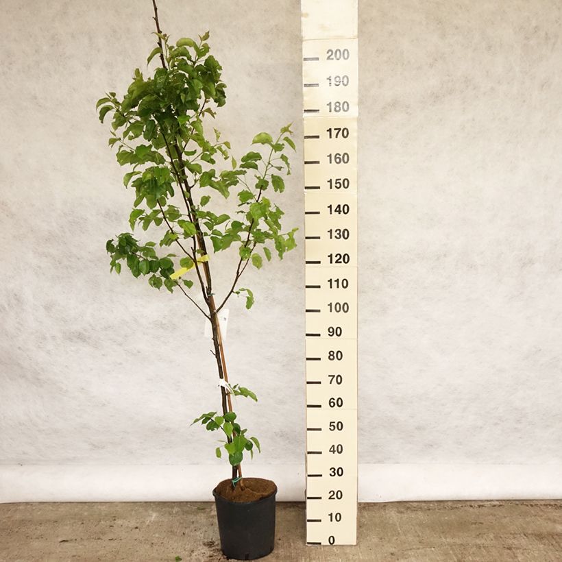 Pyrus calleryana Chanticleer - Callery Pear 7.5L/10L pot sample as delivered in spring