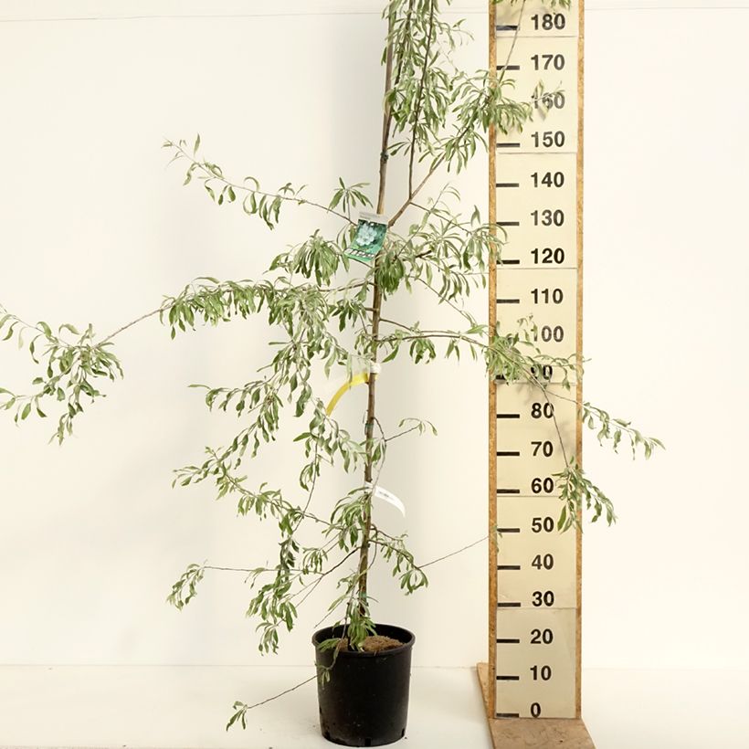 Pyrus salicifolia Pendula - Pendulous Willow-leaved Pear 7.5L/10L pot sample as delivered in spring