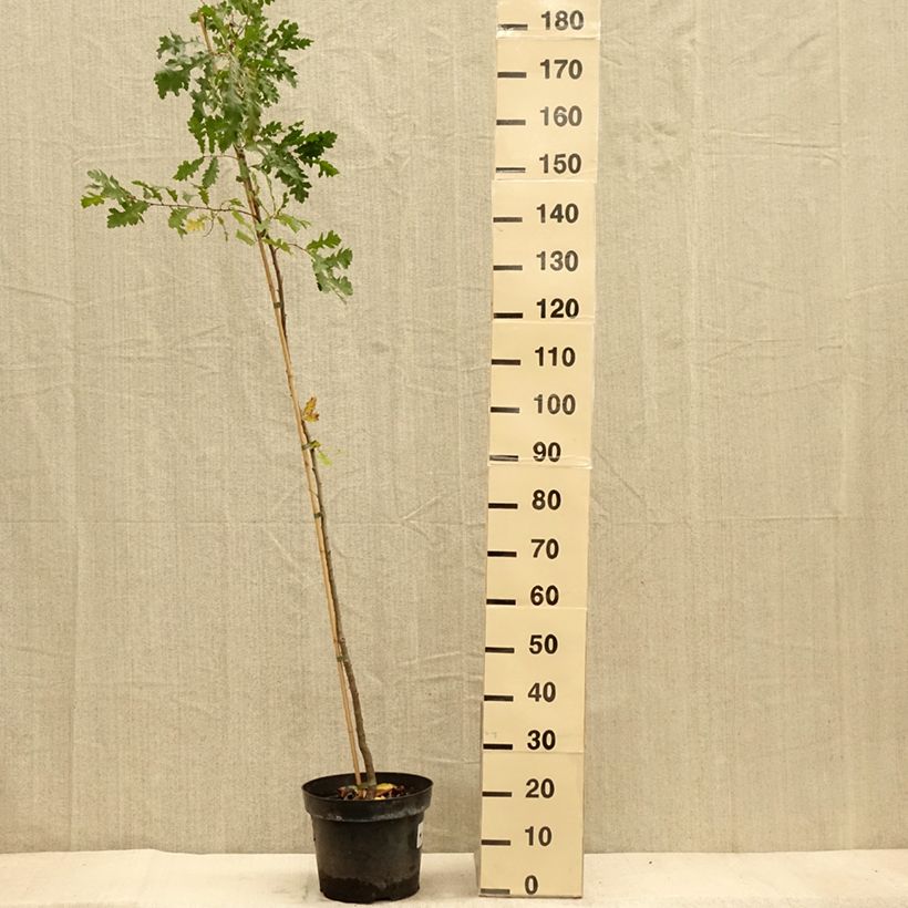Quercus cerris 7.5L/10L pot sample as delivered in autumn
