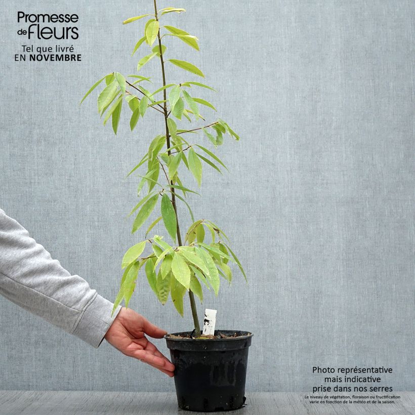 Quercus myrsinifolia 3L/4L pot sample as delivered in autumn