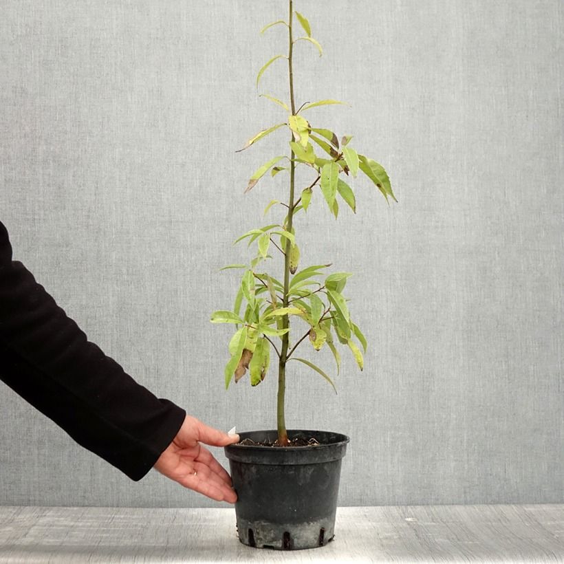 Quercus myrsinifolia 3L/4L pot sample as delivered in spring