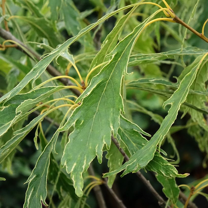 Quercus petraea Insecata - Sessile Oak (Foliage)