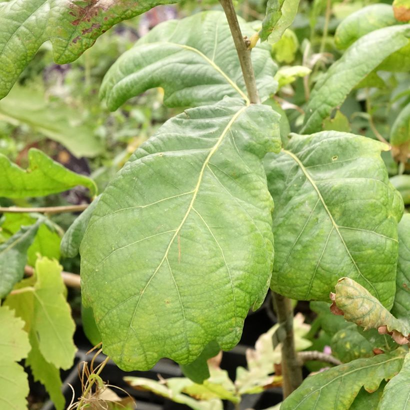 Quercus robur Cucullata -  - Sessile Oak (Foliage)