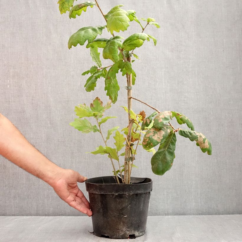Quercus robur Cucullata -  - Sessile Oak 4L/5L pot sample as delivered in summer