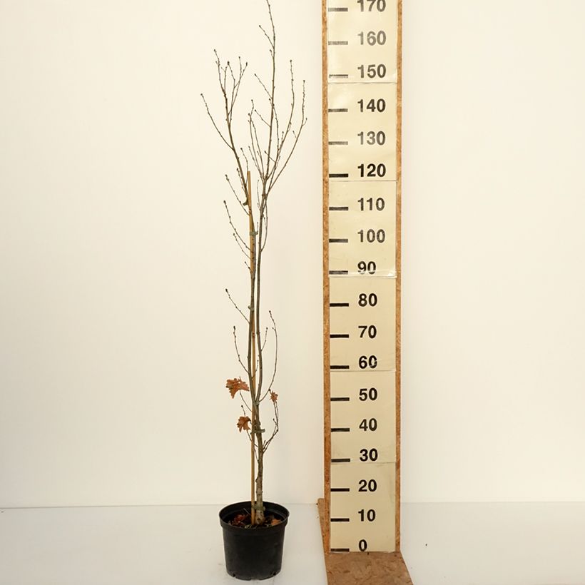 Quercus robur Facrist - English oak 4L/5L pot sample as delivered in autumn