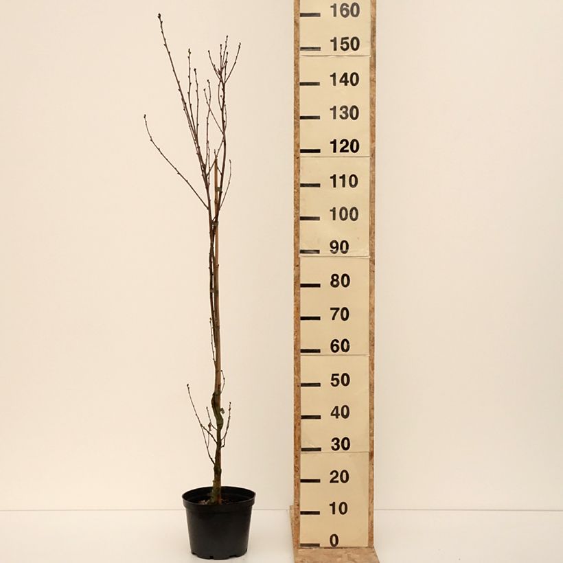 Quercus robur Facrist - English oak 4L/5L pot sample as delivered in winter