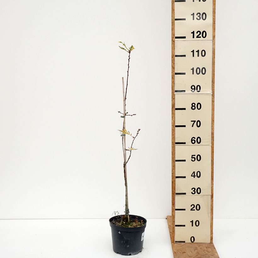 Quercus robur Pectinata - English oak 4L/5L pot sample as delivered in autumn
