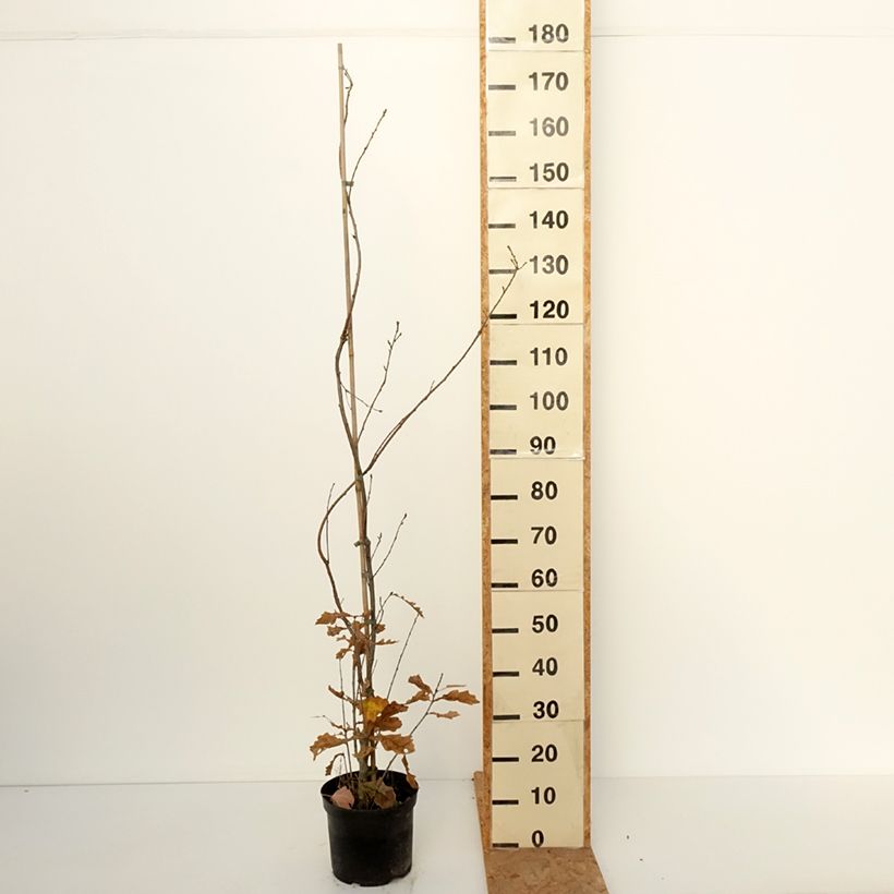 Quercus robur Strypemonde - English oak 4L/5L pot sample as delivered in autumn