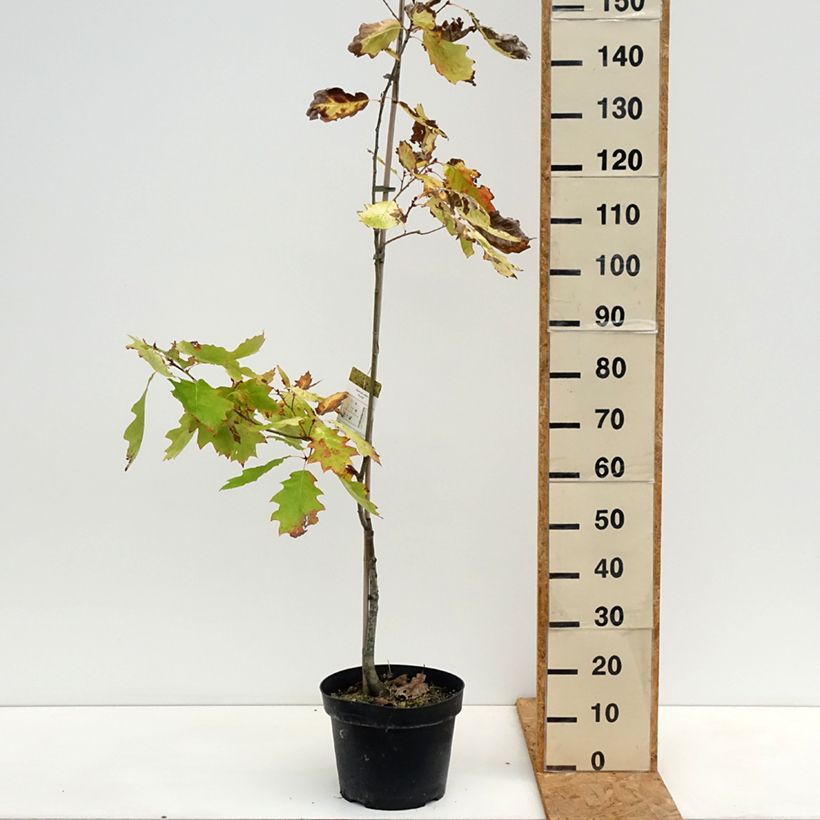 Quercus rubra Aurea 7.5L/10L pot sample as delivered in autumn