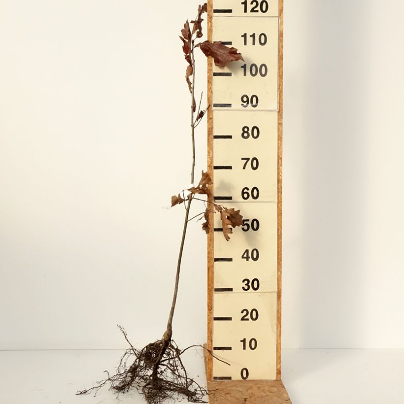 Quercus rubra - Red Oak Bare root sample as delivered in winter