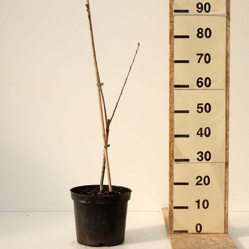 Quercus rubra Wolfsdonk's Pride 7.5L/10L pot sample as delivered in winter