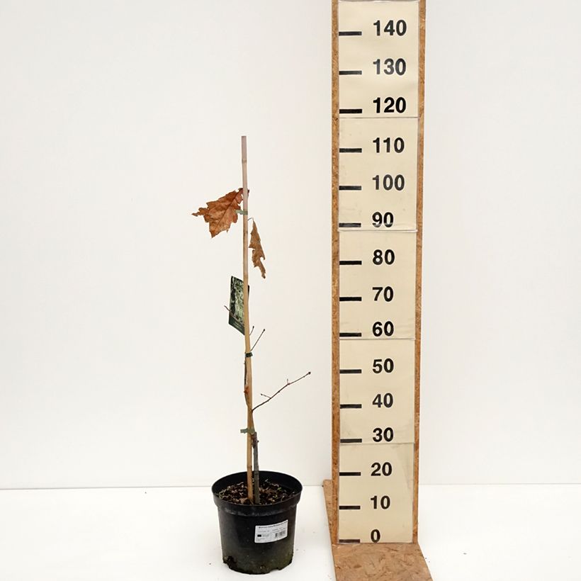 Quercus rubra Wolfsdonk's Pride 7.5L/10L pot, Standard sample as delivered in autumn