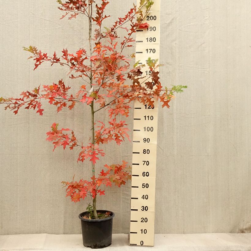 Quercus texana (nuttallii) New Madrid 7.5L/10L pot sample as delivered in autumn