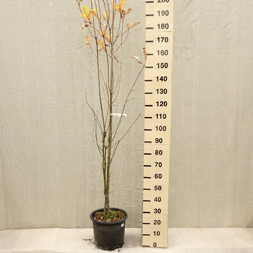 Quercus warei Windcandle 7.5L/10L pot sample as delivered in autumn
