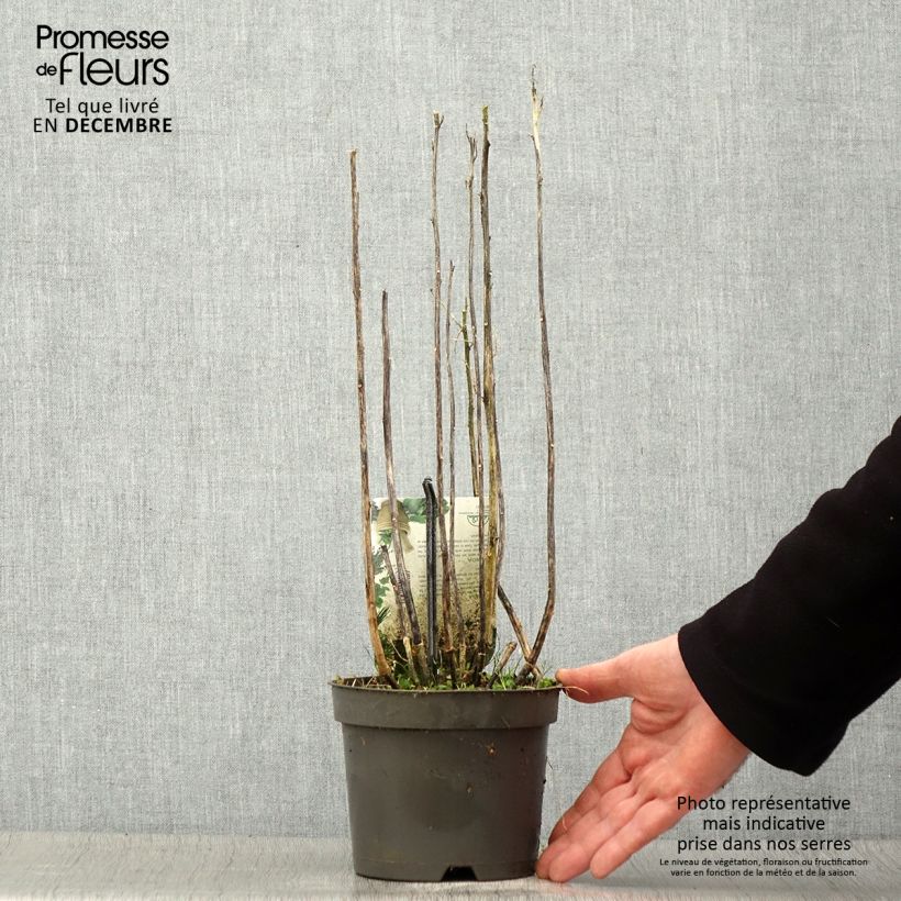 Quinoa - Chenopodium quinoa 1.5L/2L pot sample as delivered in winter