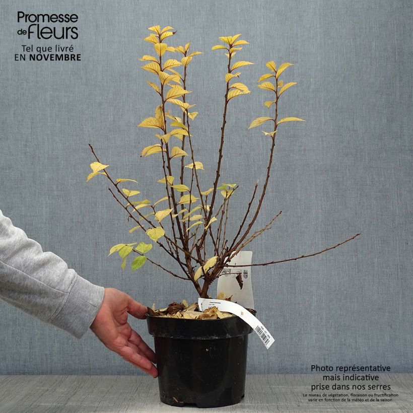 Prunus tomentosa - Nanking Cherry 2L/3L pot sample as delivered in autumn