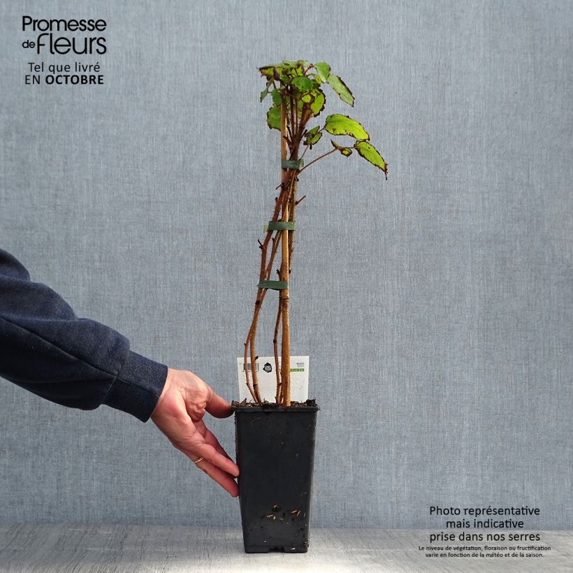 Rubus phoenicolasius 'Raisin du Japon' - Wineberry 1.5L/2L pot, Clump sample as delivered in autumn