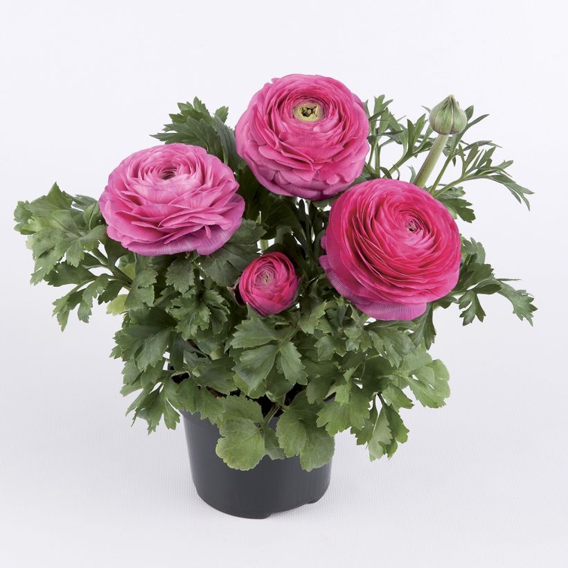 Ranunculus hybrida Vortex F1 Hot Pink - Persian Buttercup (Plant habit)