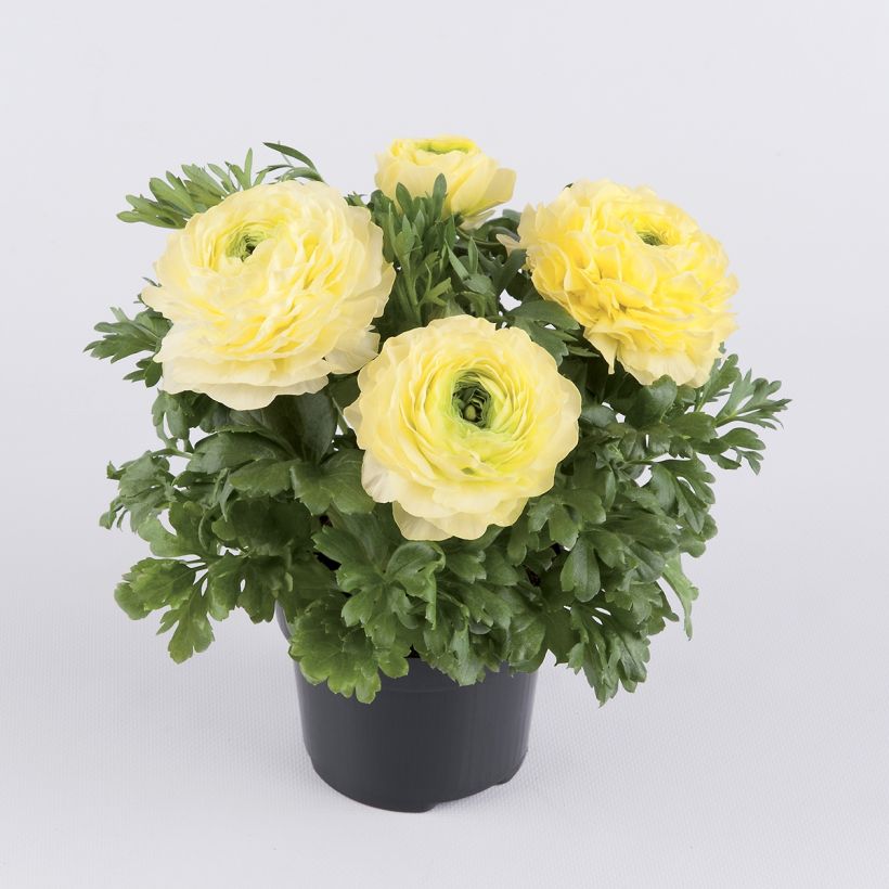 Ranunculus hybrida Vortex F1 Lemonade - Persian Buttercup (Plant habit)