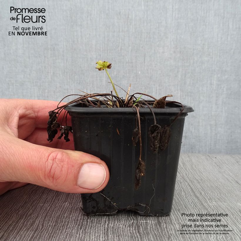 Ranunculus acris - Meadow Buttercup 7/8 cm pot sample as delivered in autumn