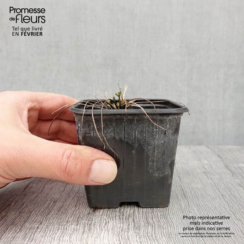 Ranunculus acris - Meadow Buttercup 7/8 cm pot sample as delivered in winter